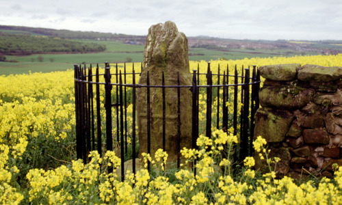 A smallish standing stone surrounded by a circular fence in a field of bright yellow flowers.