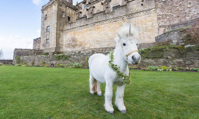 A pony with a Unicorn's horn on it's forehead in the Queen Anne Garden at Stirling Castle