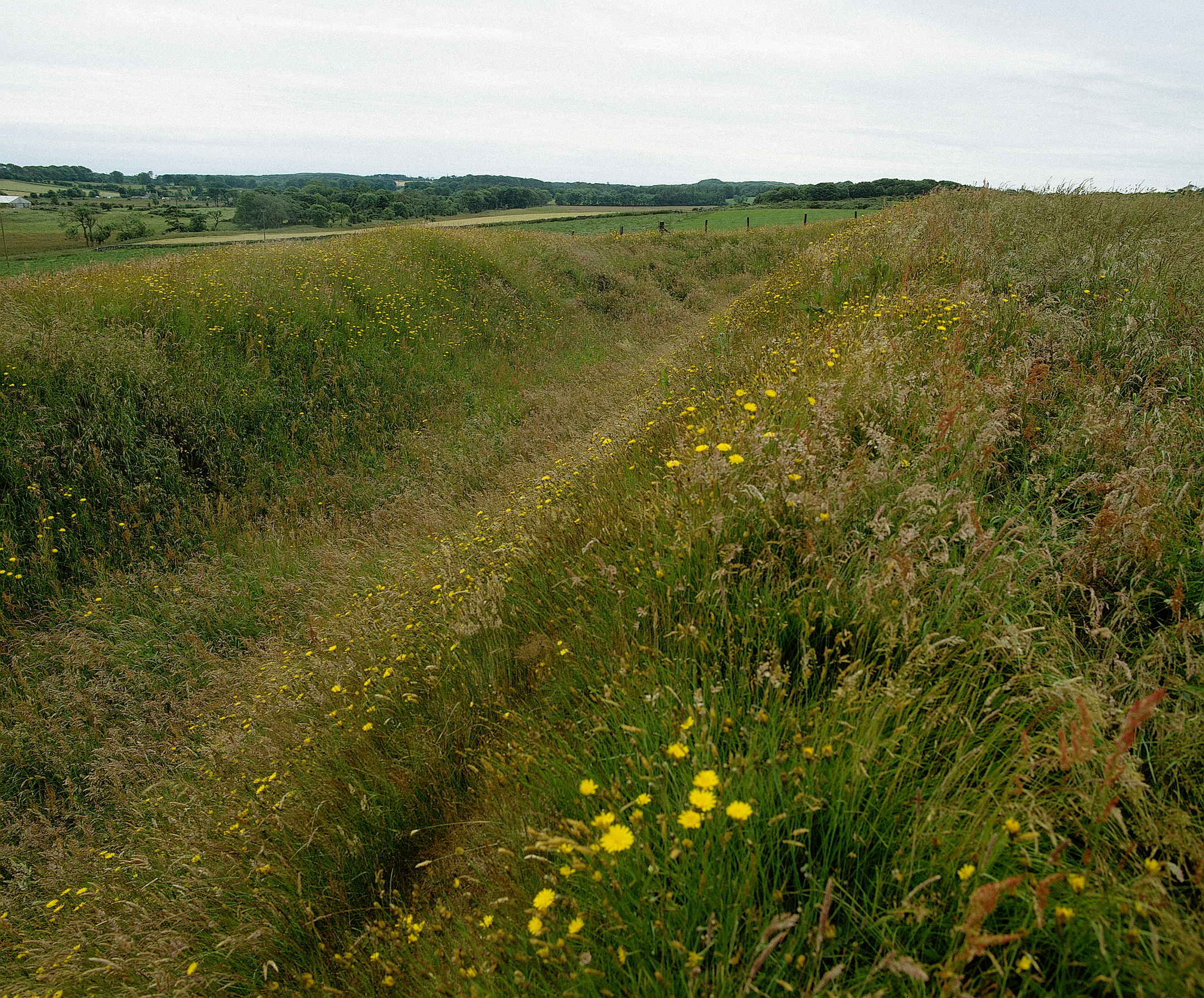 Yellow wildflowers amongst long grass growing on Iron Age earthworks