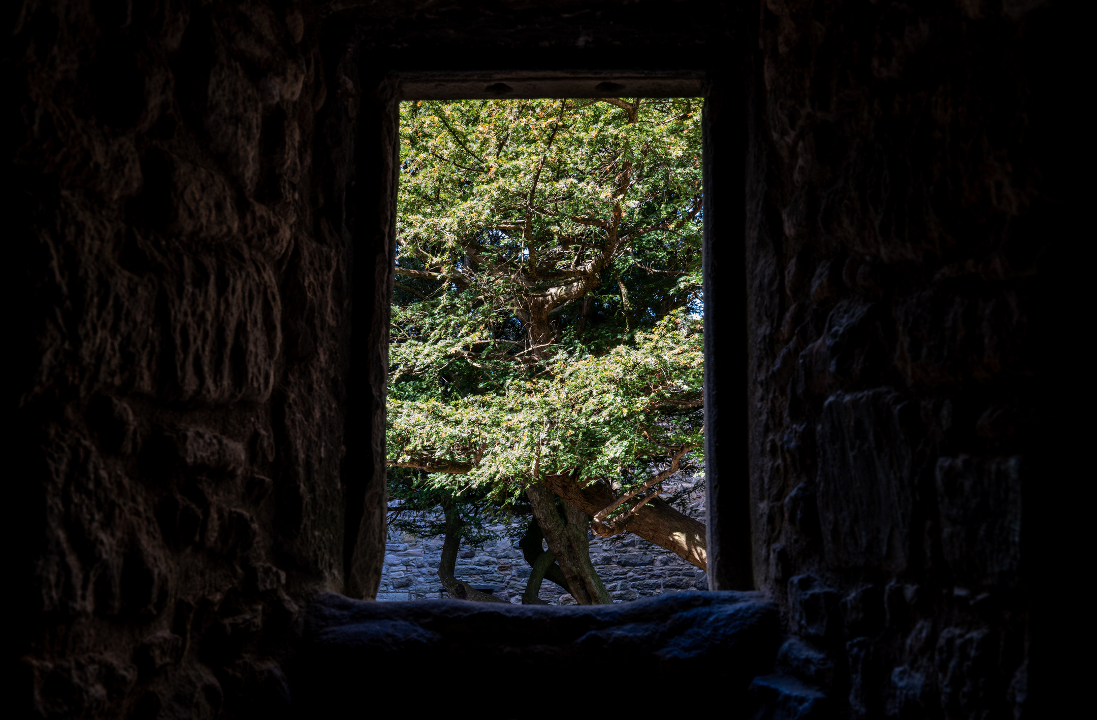 View through a small stone window opening looking out onto a leafy tree outside the castle walls.