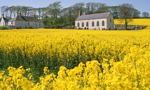 A historic church standing in a field of yellow flowers.
