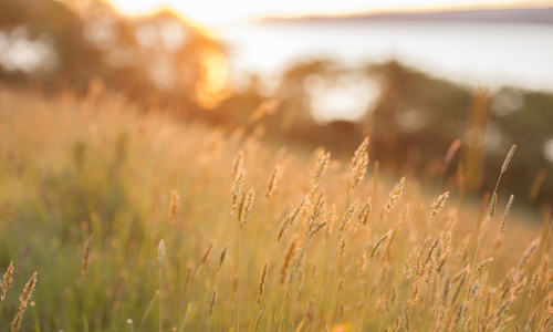 Countryside by Urquhart Castle with setting sun