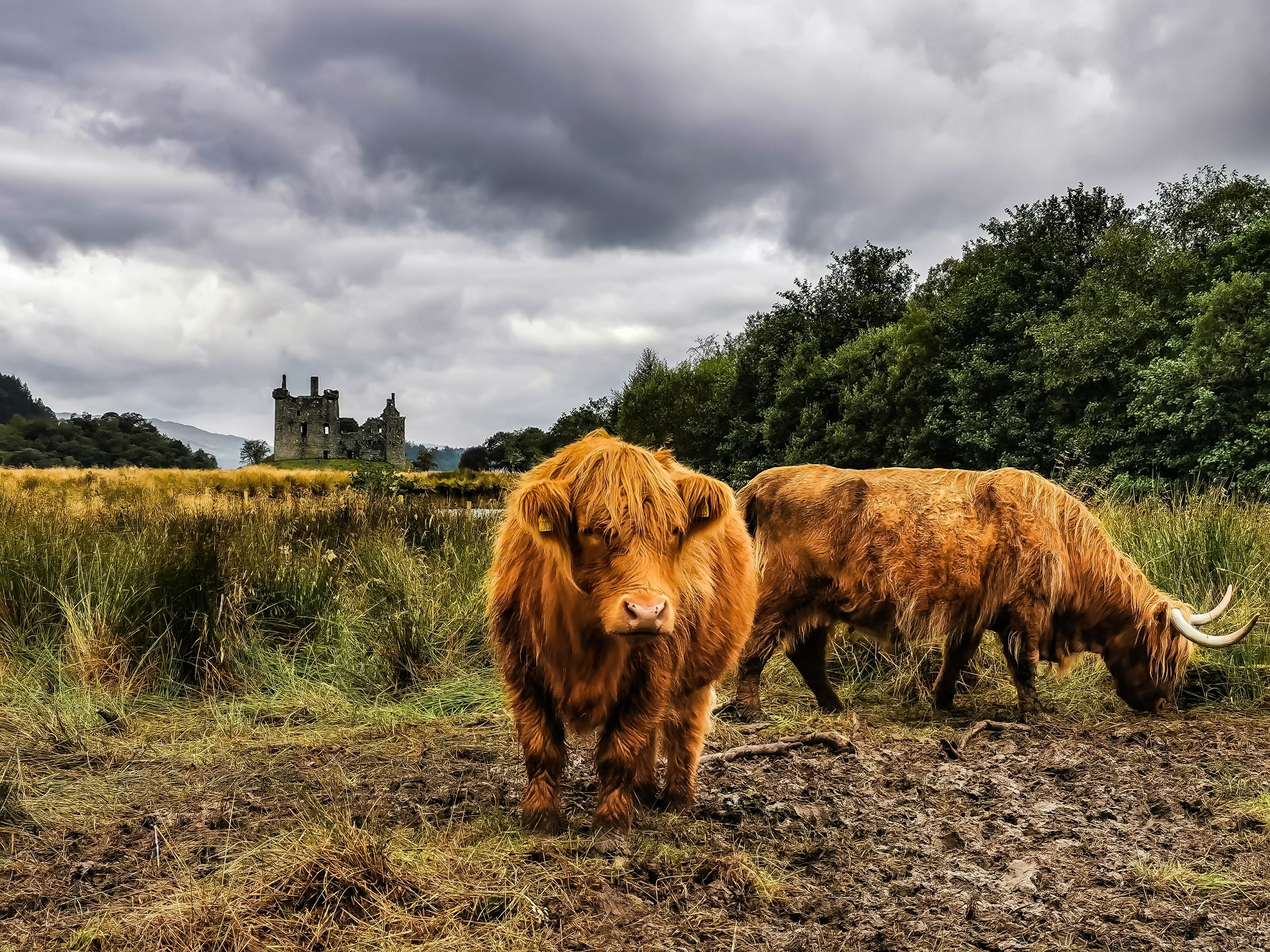 Two Highland cows with a castle in the background