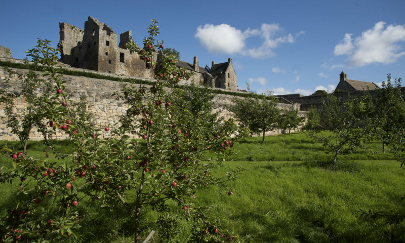 A general view of Aberdour Castle, with an apple tree in the foreground.