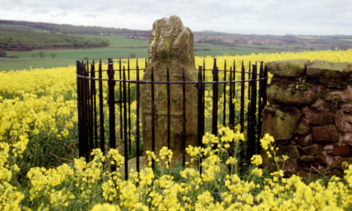 A smallish standing stone surrounded by a circular fence in a field of bright yellow flowers.