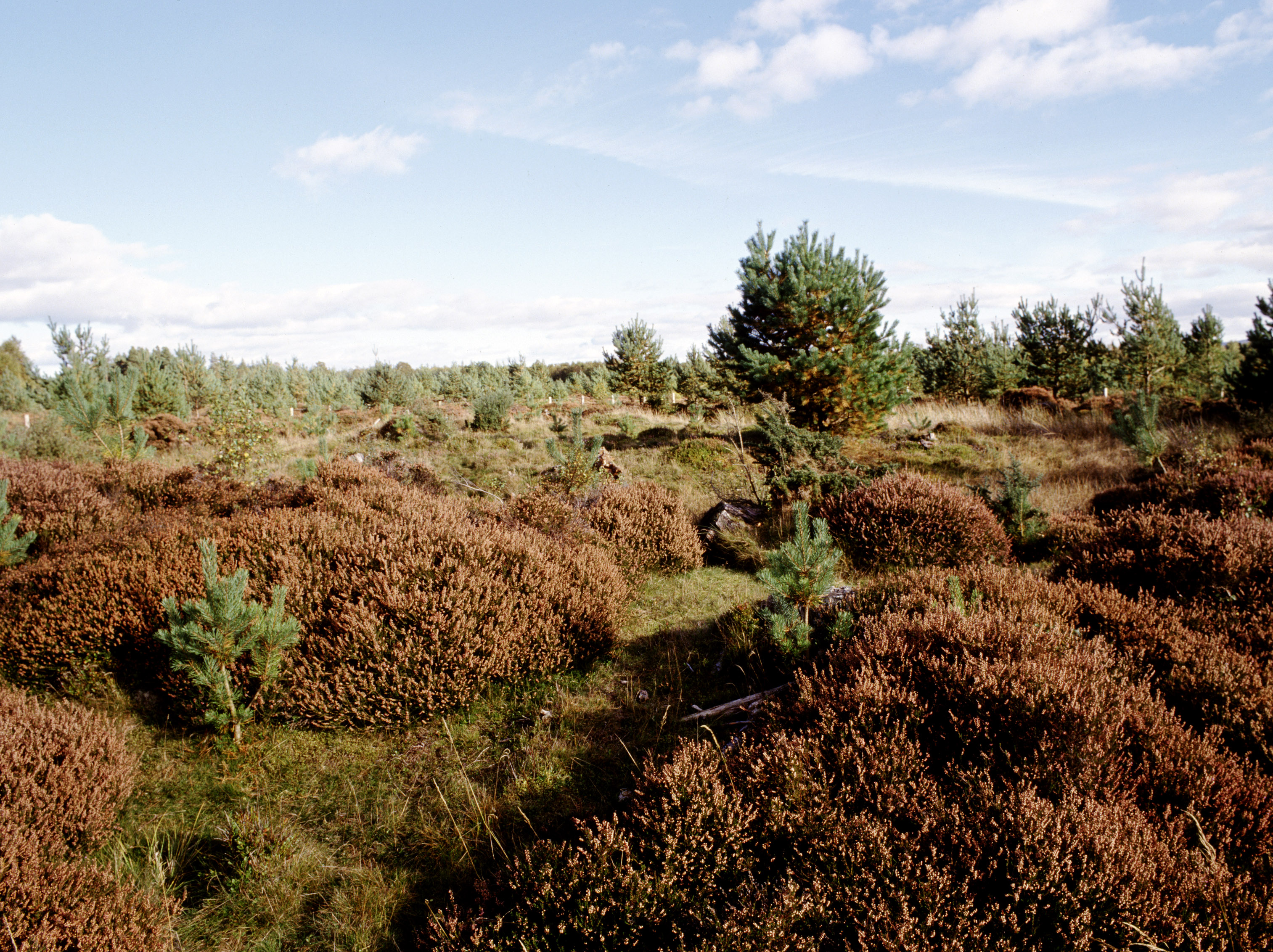 Woodland with shrubs and bushes where the signalling station used to be