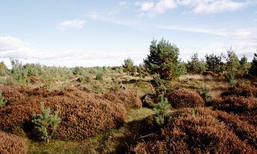 Woodland with shrubs and bushes where the signalling station used to be