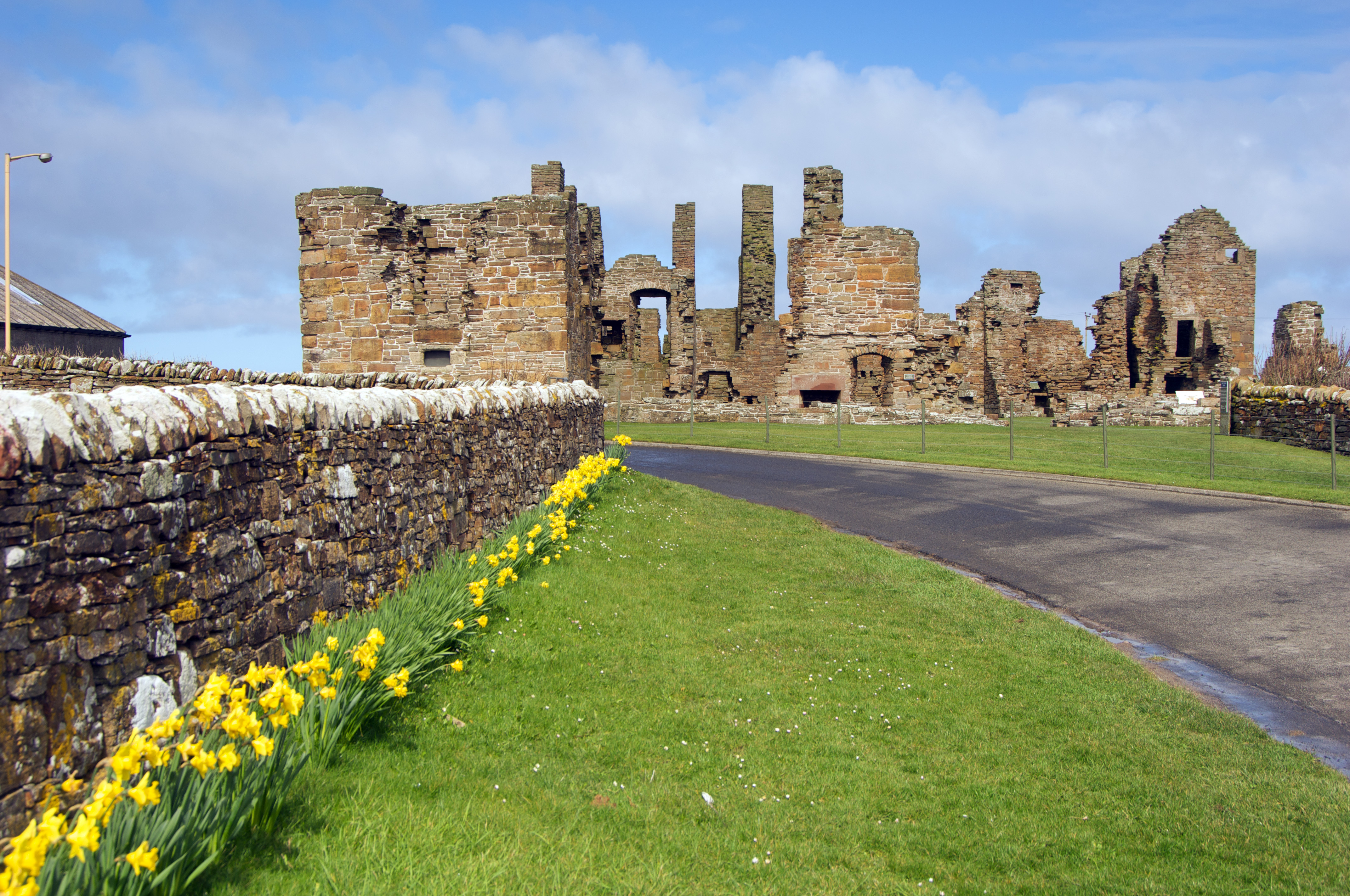 Daffodils along a stone wall leading to the ruins of Earl