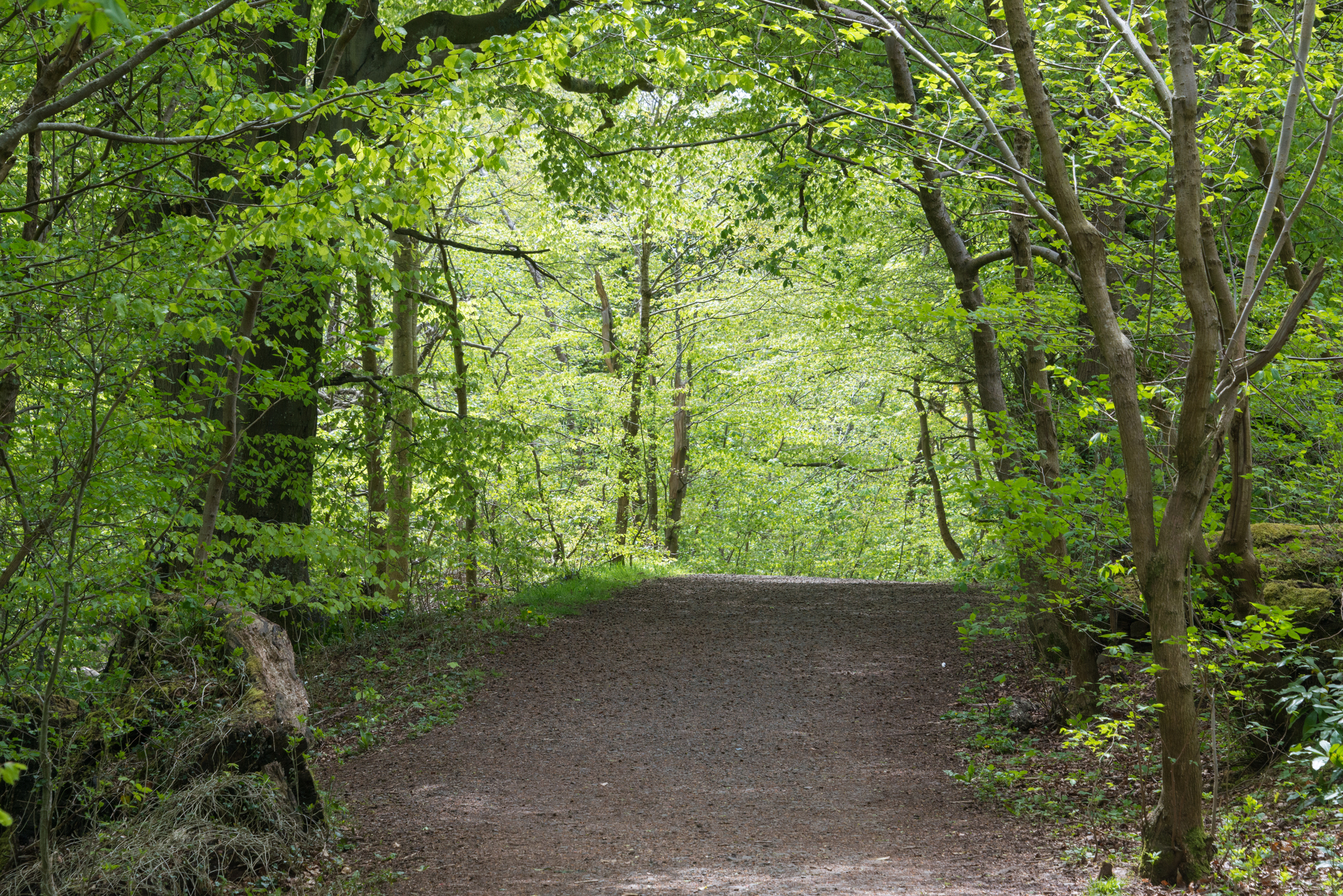 A wide off-road path running through sunny woodland.