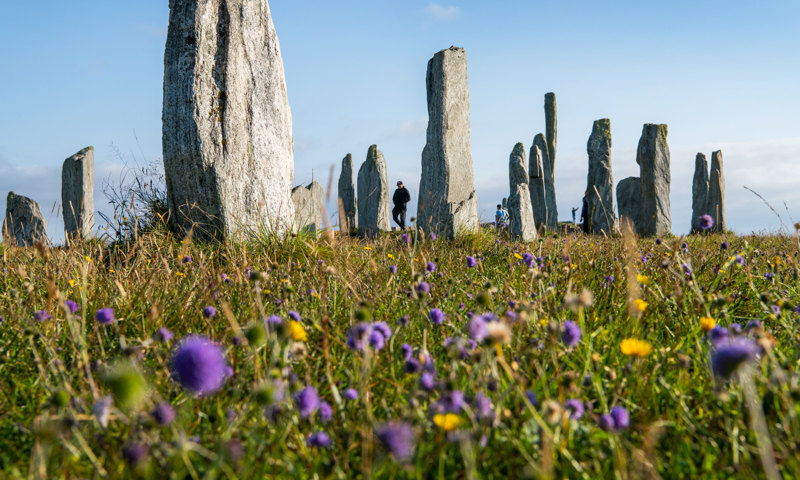 Long grass with purple and yellow wildflowers in front of a stone circle.
