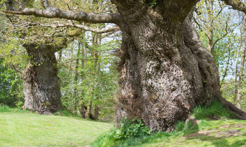 Ancient oaks near Cadzow Castle.