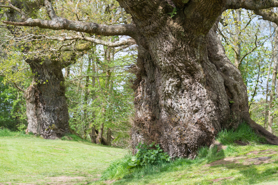 Ancient oaks near Cadzow Castle.