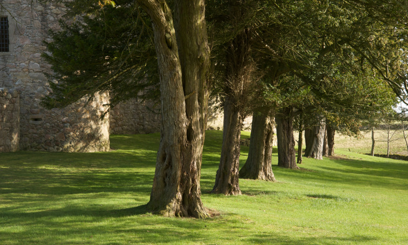 A row of trees in the Pleasance alongside Tolquhon Castle.