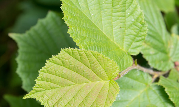 A healthy green leaf.