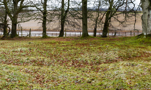 A clearing where Ardunie Signal Station used to be, with a row of trees and fields in the background