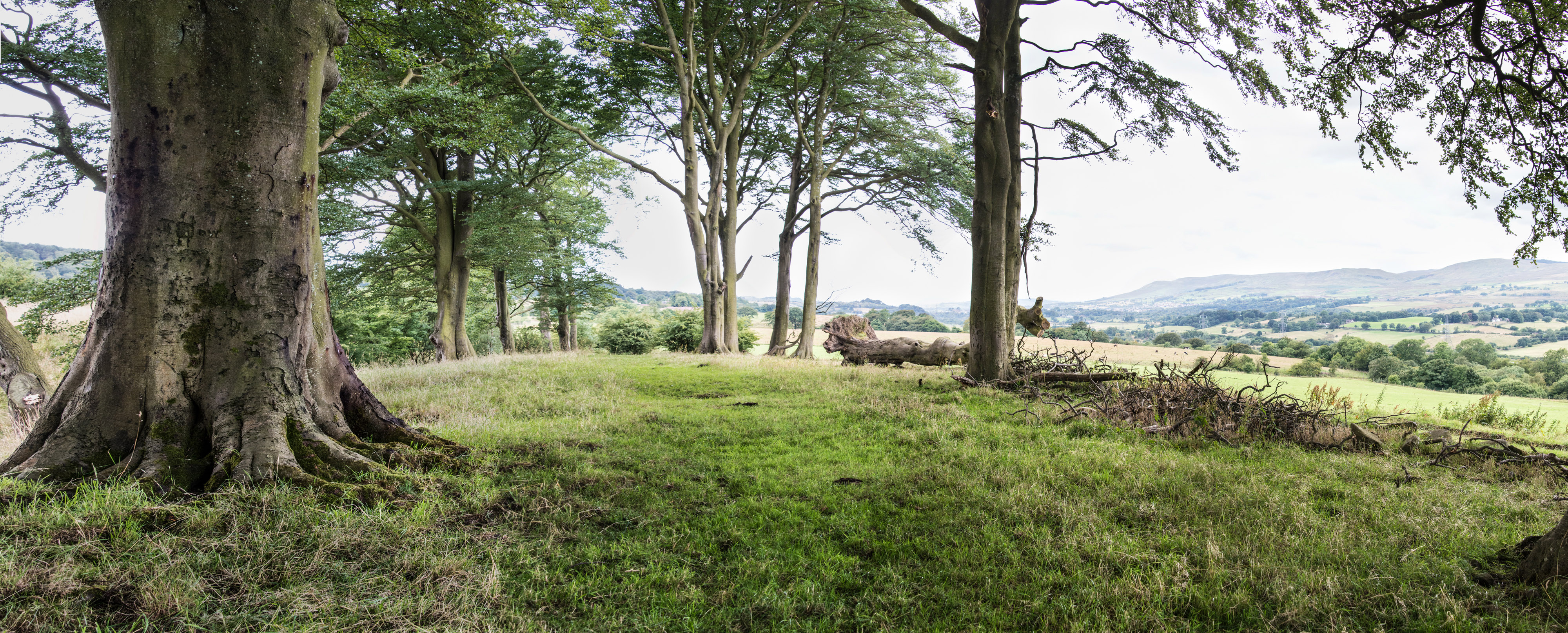 A small clearing in a forest