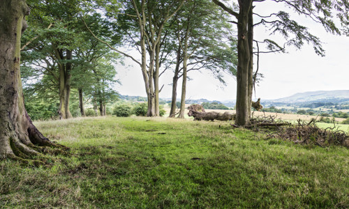 A small clearing in a forest