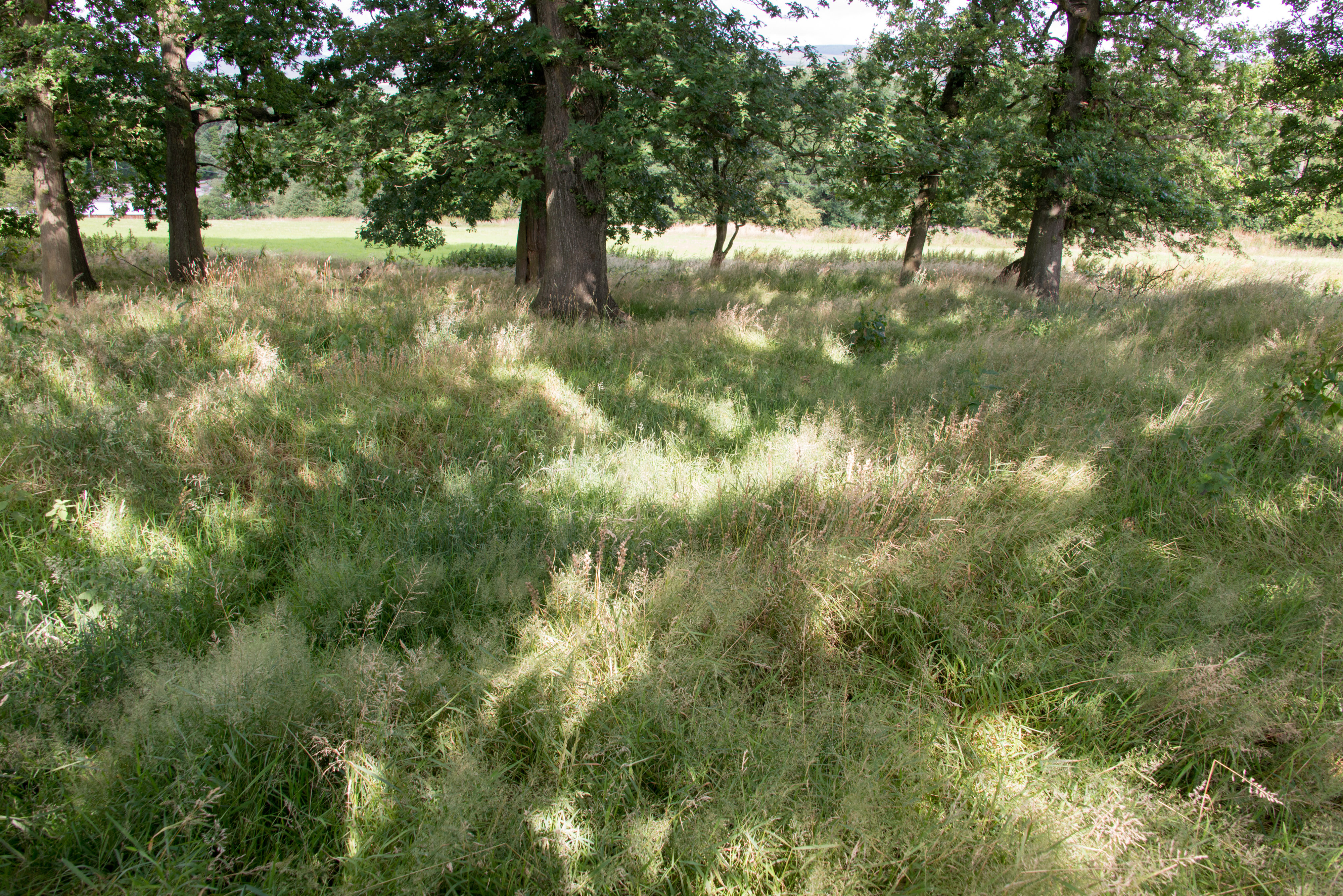 An overgrown piece of grassland surrounded by trees