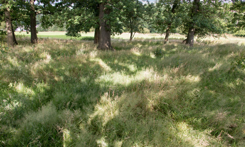 An overgrown piece of grassland surrounded by trees