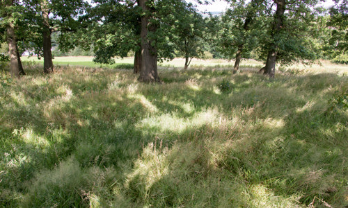 An overgrown piece of grassland surrounded by trees