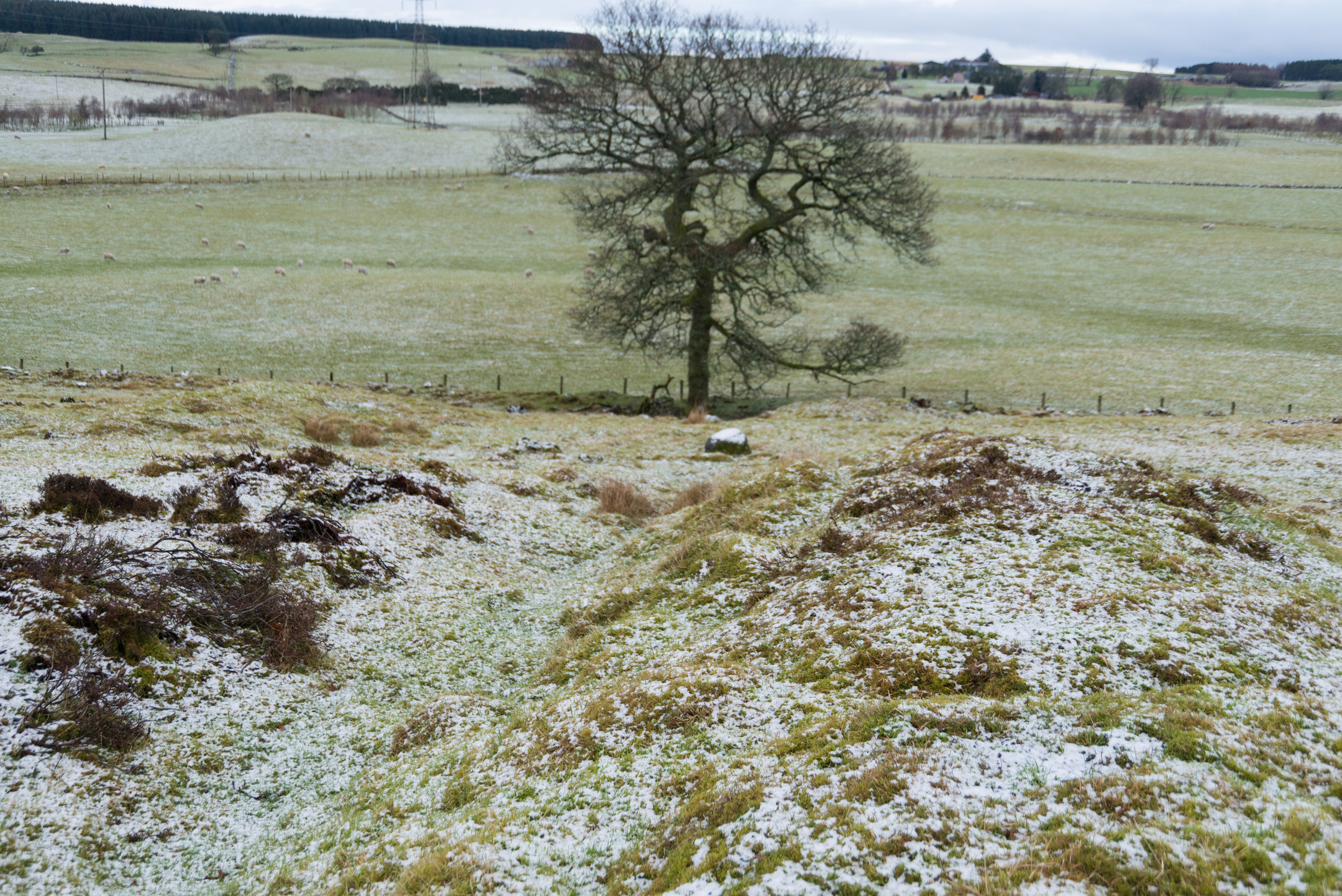 Snow-dusted heather and low shrubs on uneven ground, with a view across to distant hills beneath a grey winter sky.