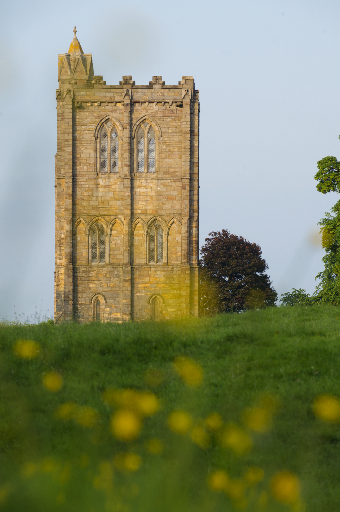 A tall stone tower of Cambuskenneth Abbey rises above a grassy hill, illuminated by warm sunlight. The tower features pointed arched windows and medieval stonework, with a single large tree standing to the right and soft yellow wildflowers blurred in the foreground.