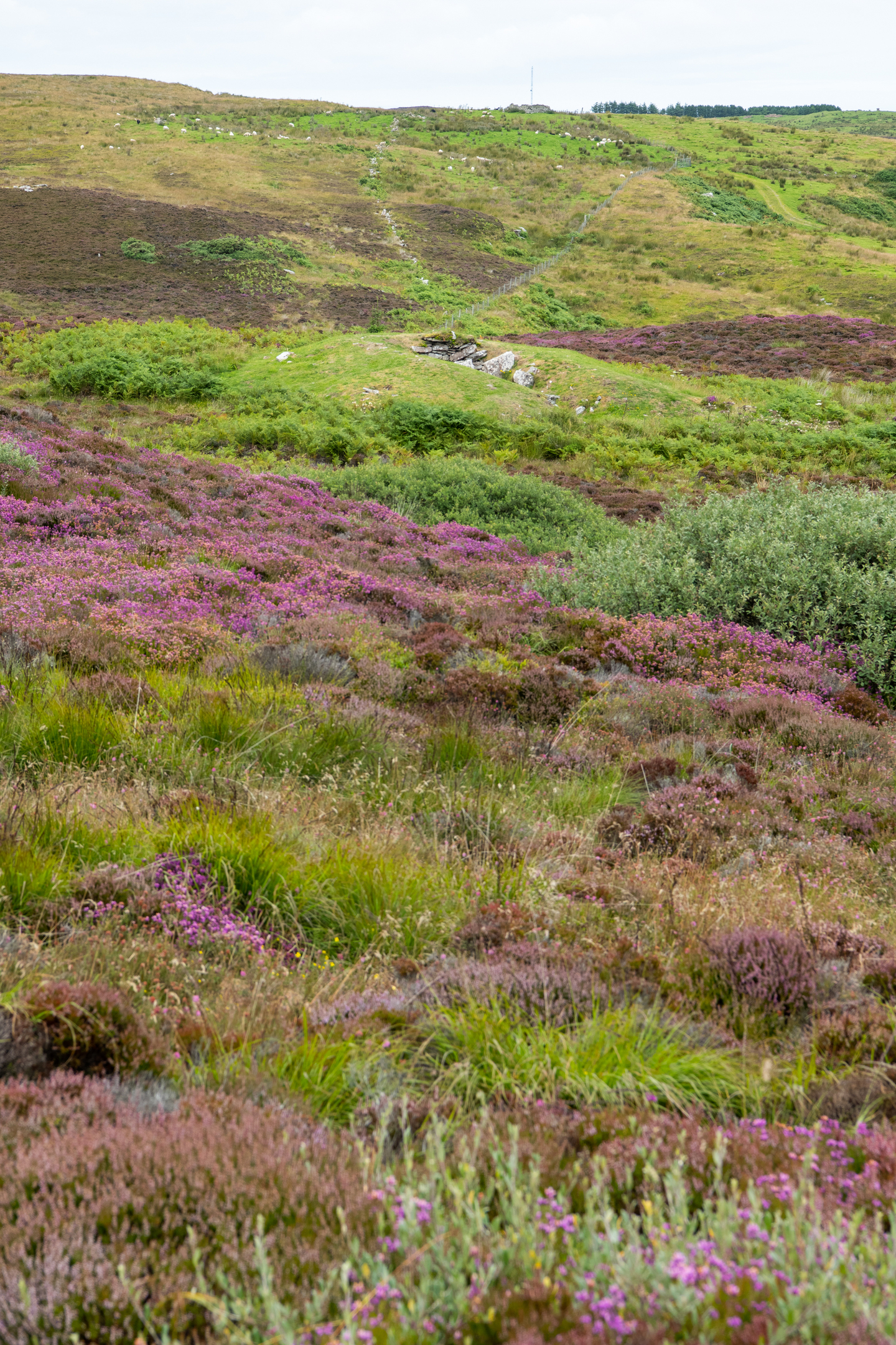 Landscape view with grass and heather creating layers of green and purple