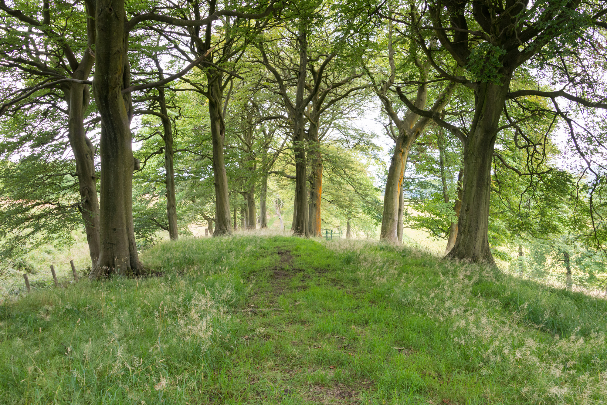 A path leading through a bright forest