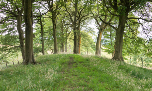 A path leading through a bright forest