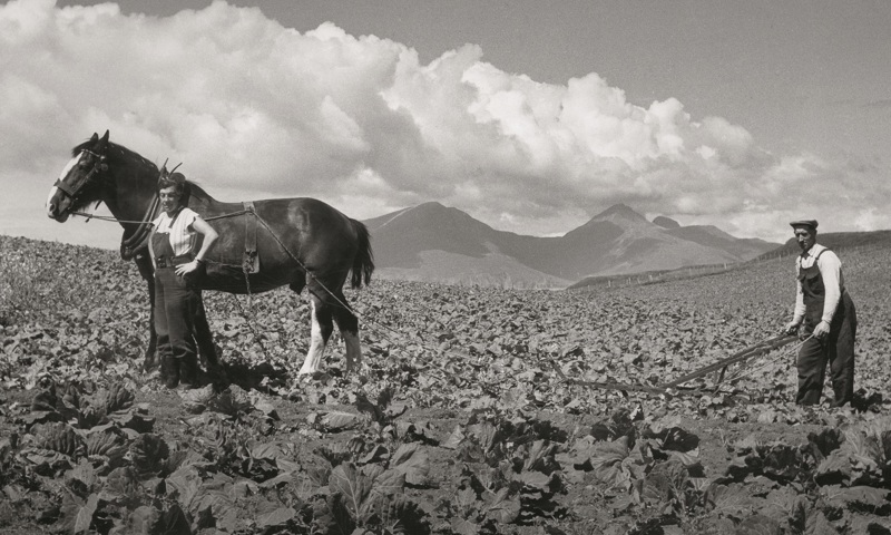Old photo of farmers with a plough towed by a horse