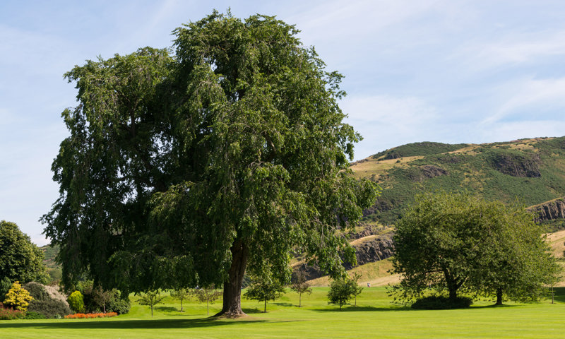 Elm trees at Holyrood Park