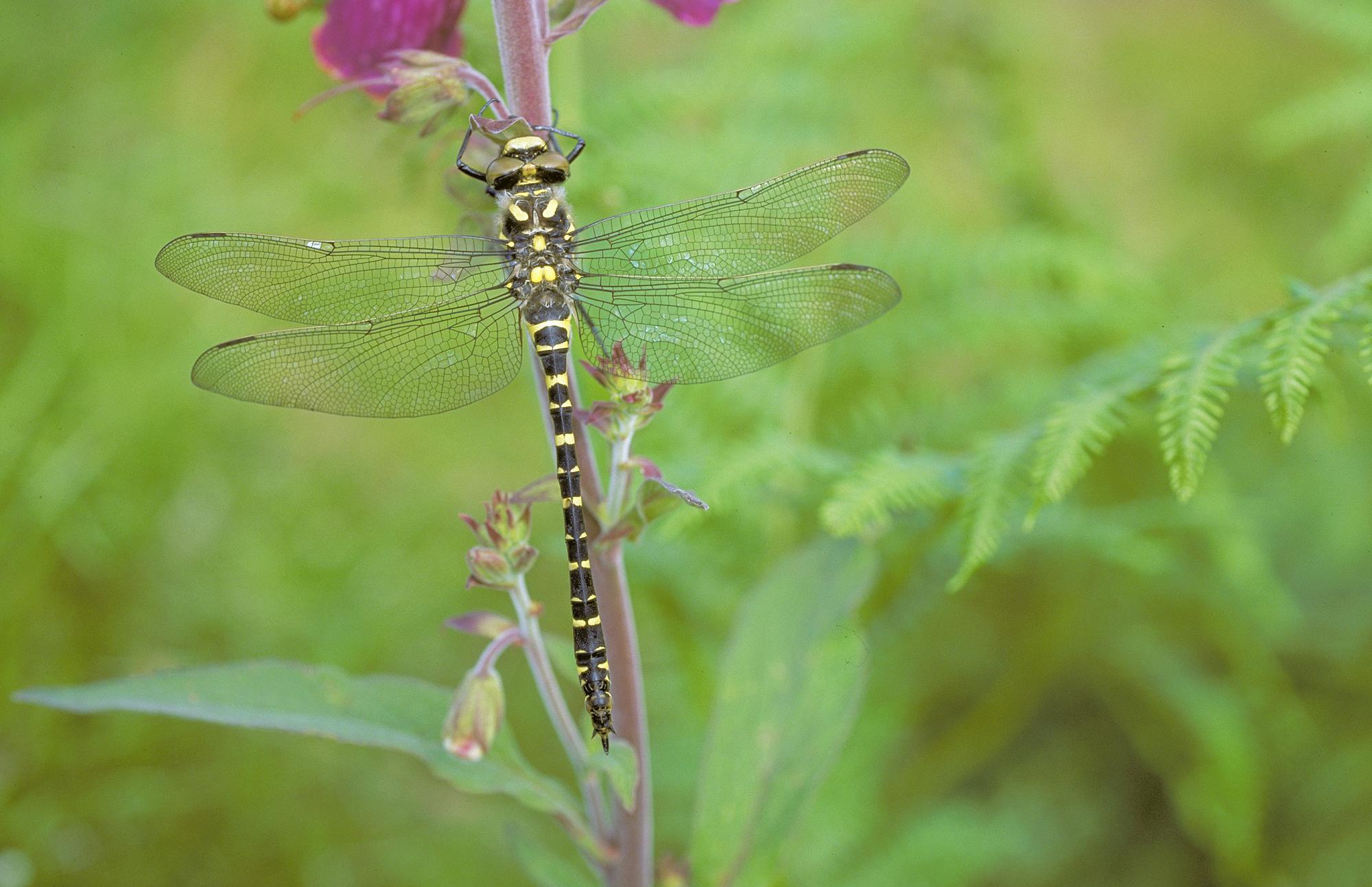 Close up image of a black and yellow dragonfly on a green background