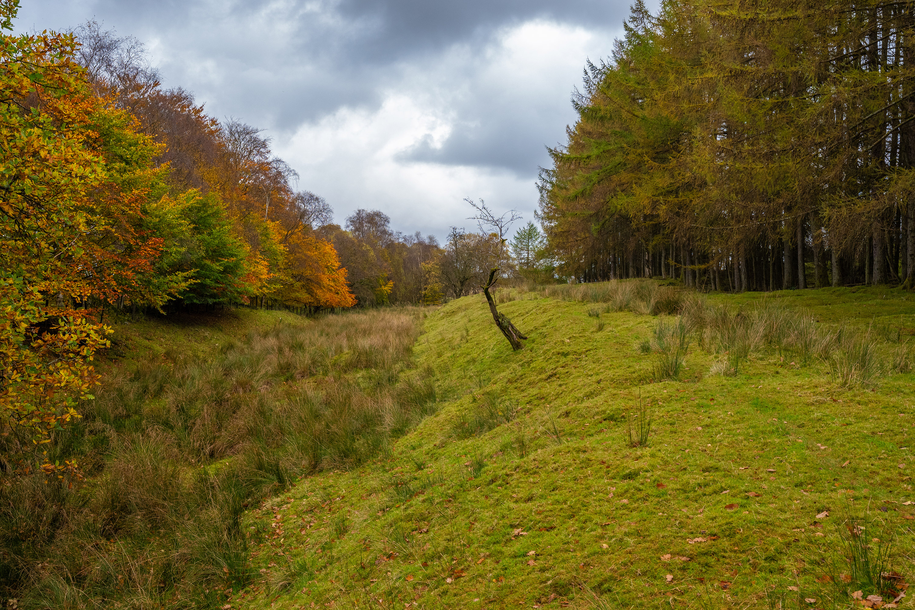 A grassy, shallow ditch runs through a woodland landscape at the Antonine Wall near Dullatur in Scotland. Autumn trees with orange and yellow foliage line the left side, while tall evergreen trees stand on the right. A single small, leaning tree sits near the centre of the scene. The sky above is overcast with dark, heavy clouds, giving the area a calm, moody atmosphere.