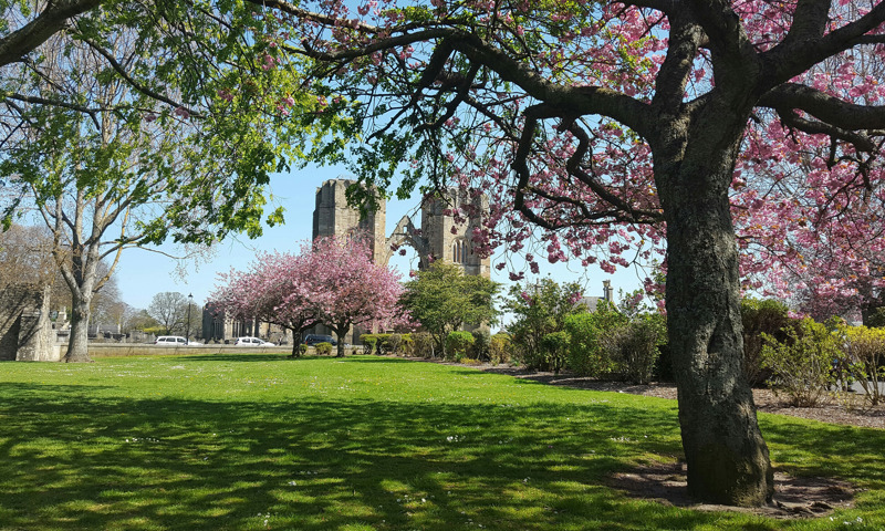 Blossom trees and Elgin Cathedral in the background