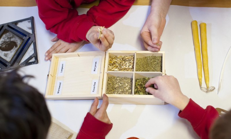 Group of school children inspecting a box filled with wormwood, lungwort, feverfew and marjaram