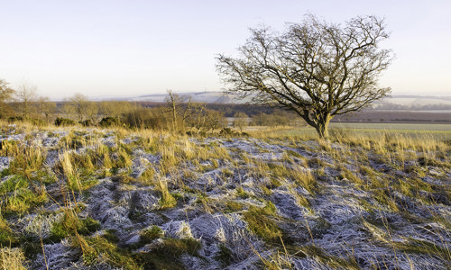 Ancrum Moor covered in frost