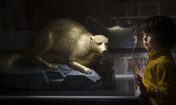 young child looks into glass case containing golden animal