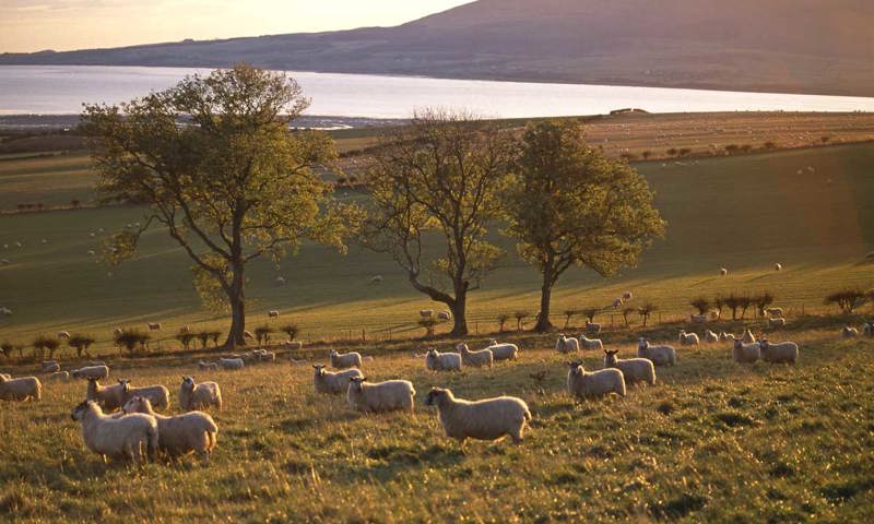 A field full of sheep beside a lake at sunset.