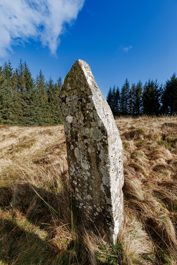 A single standing stone in a grassy moor with a forest behind it