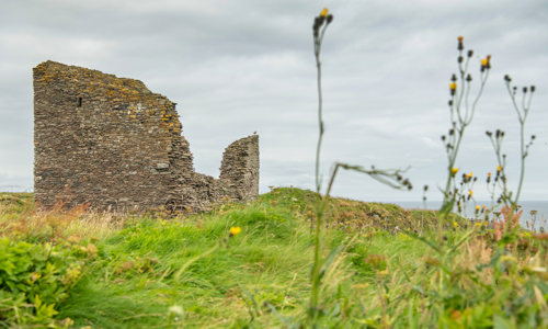 The ruined walls of a castle tower surrounded by green grass and yellow flowers