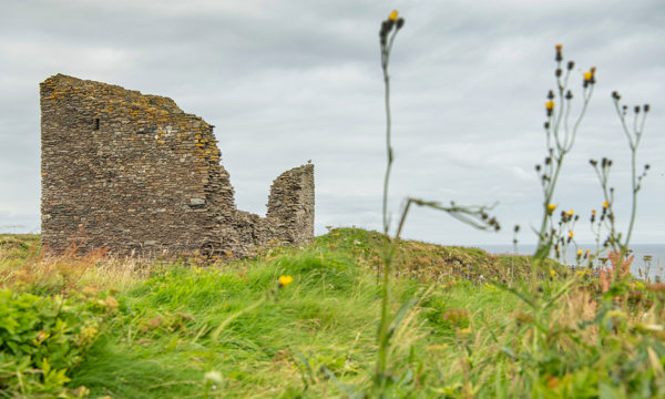 The ruined walls of a castle tower surrounded by green grass and yellow flowers