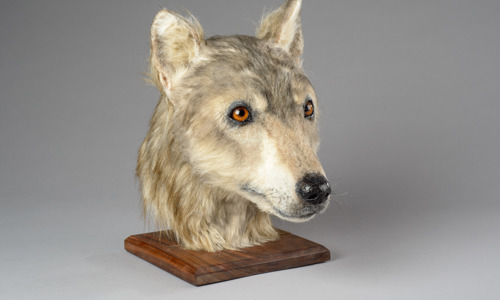 a life-like reconstruction of a neolithic dag's head. It looks very wolf-like with grey fur, amber eyes and pointed ears and nose.