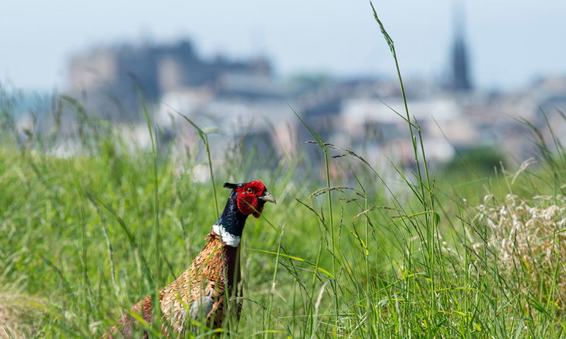 A pheasant peeks its head out from the grass. A castle and city skyline can be seen in the distance.