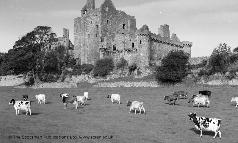 An exterior view of Craigmillar Castle in Edinburgh with a herd of cows grazing in the foreground
