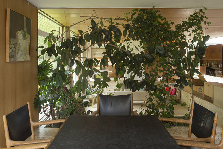 A dining room with a table and chairs, and a giant plant stretching across the room