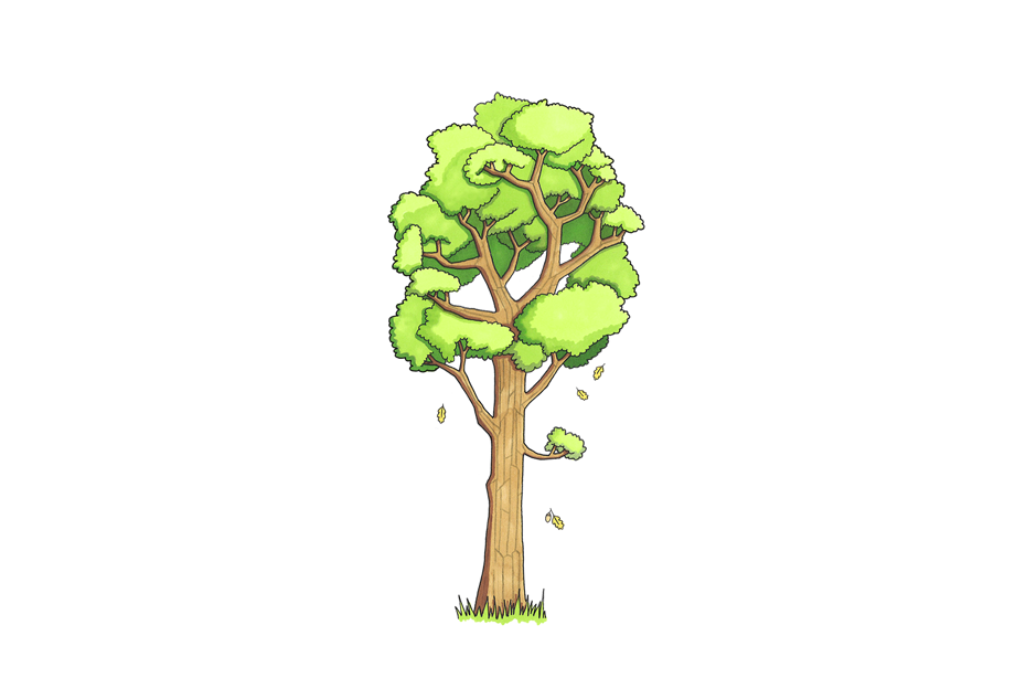 An illustration of an oak tree
