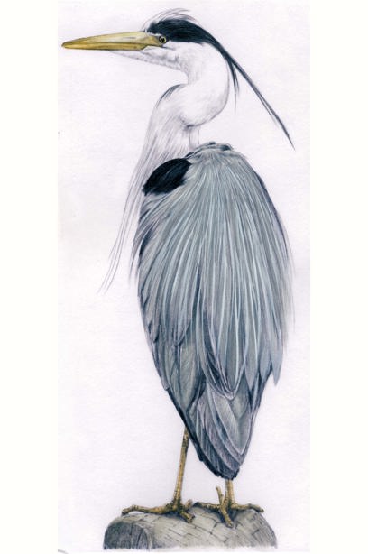 A grey heron