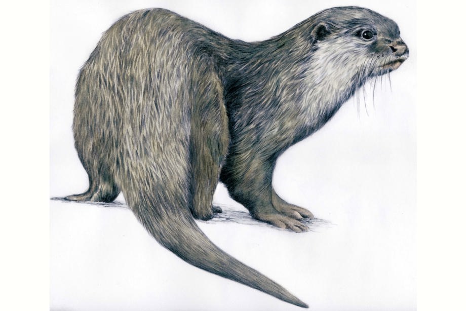 An otter