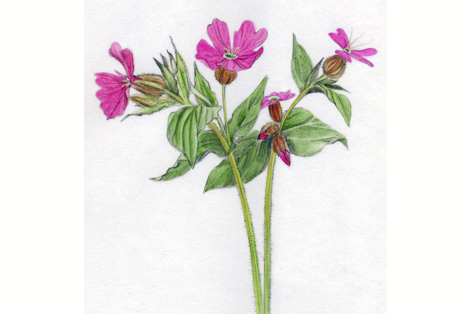A pink flower
