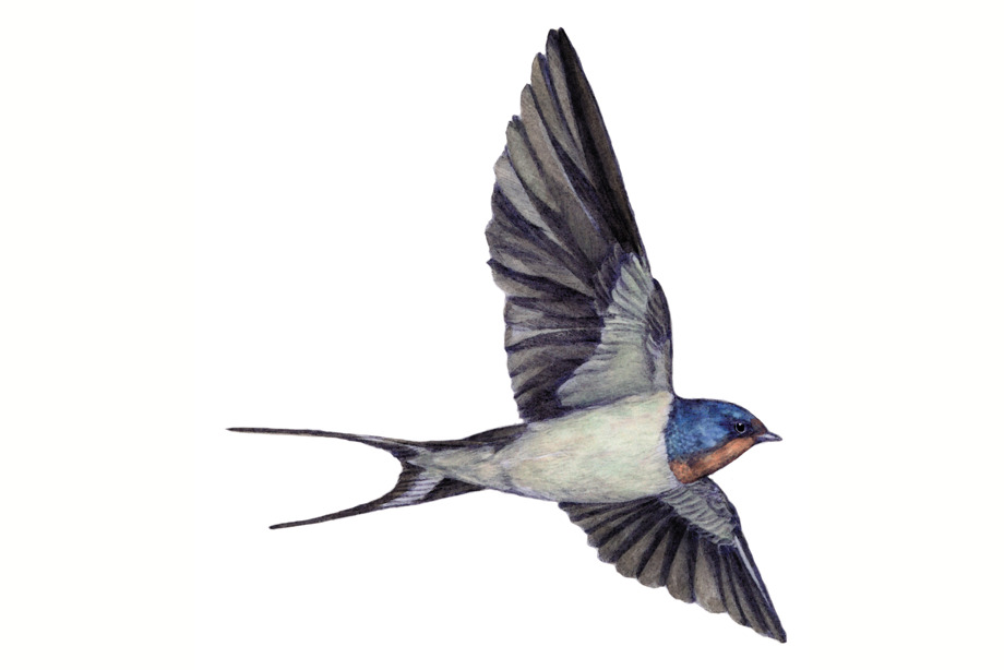 A swallow